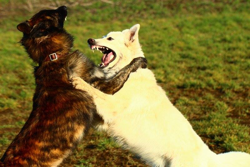 hundeseminare finden Resozialisierung, Gefährlichkeitseinschätzung