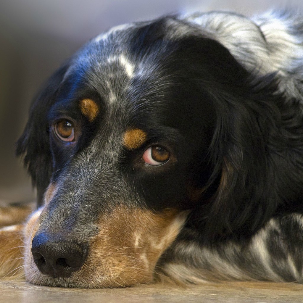 hundeseminare finden Mit TTouch Hundeängste reduzieren